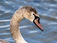 Höckerschwan Jungtier